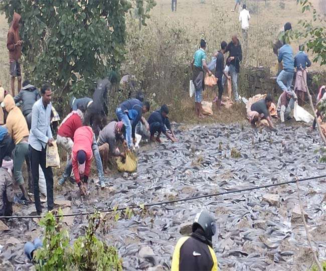 Police caught banned Mangur fish in Dhanbad, villagers looted, see photo