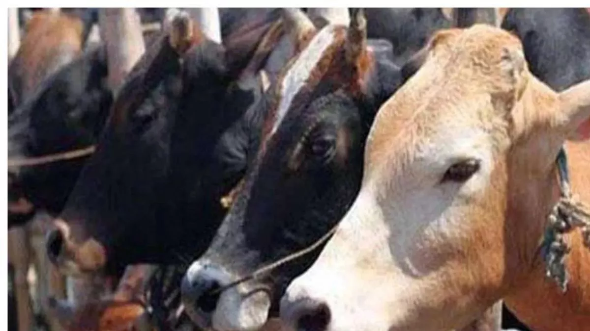 संगरूर की गोशाला में अचानक 21 गायों की मौत, जांच में जुटा पशुपालन विभाग; पहले भी गई कई जानवरों की जानें
