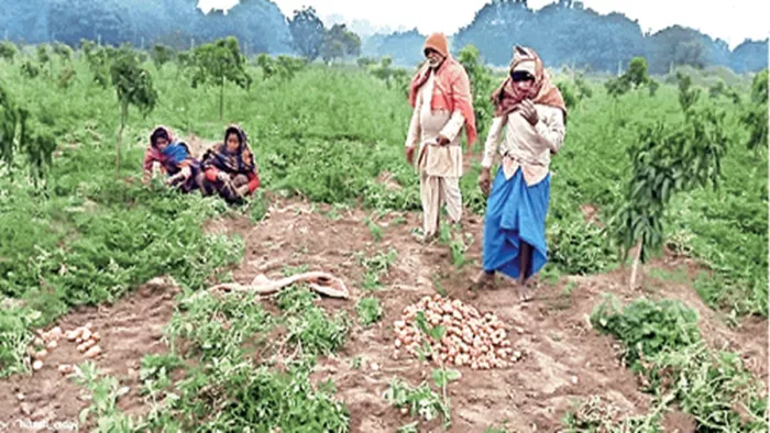 लीची के बाग में आलू उपजा दिया (जागरण)