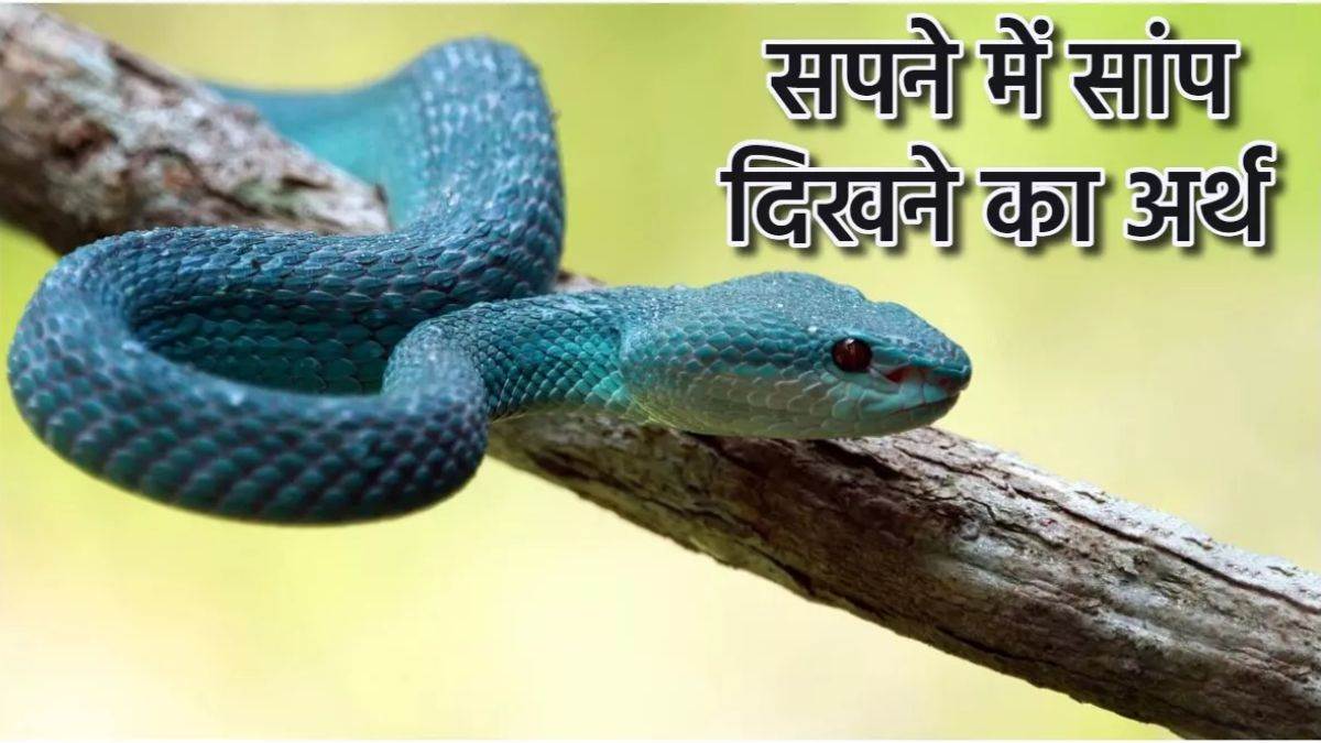 Snake in Dream: सपने में सांप देखने से मिलते हैं ये शुभ संकेत - Snake in  Dream What are the signs of seeing a snake in a dream in hindi