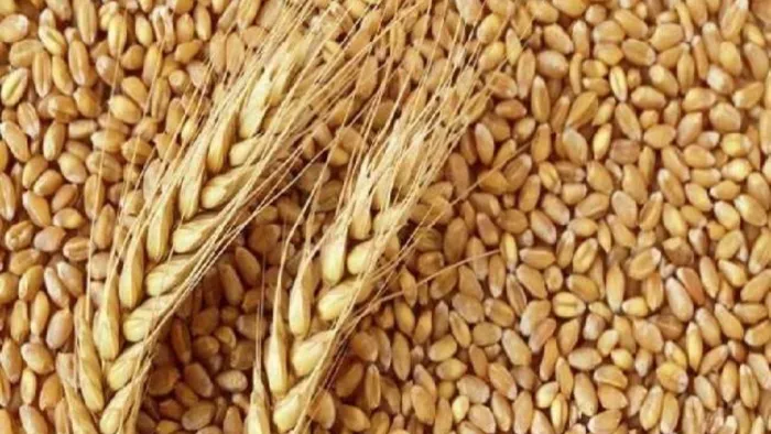 किसानों की बल्ले-बल्ले, इस साल गेंहू की फसल से होंगे मालामाल