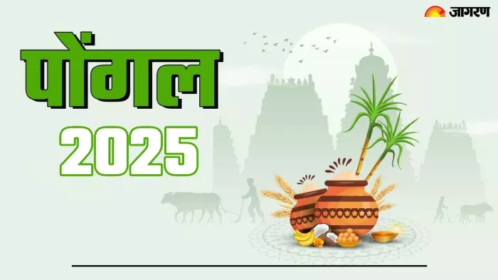Pongal 2025 कैसे मनाया जाचा है पोंगल?