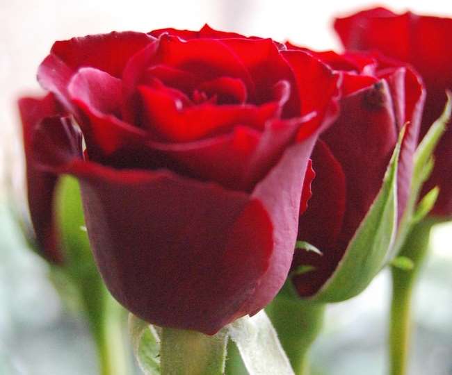 ROSE, Valentines Day know more about Flowers of Indian Agricultural Research Institutes Jagran Special
