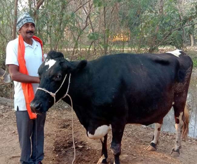 यह गाय प्रतिदिन चार से पांच लीटर दूध दे रही है।