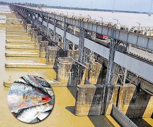 फरक्का बैराज में क्या गड़बड़ी थी? इससे क्या-क्या परेशानी हुई?
