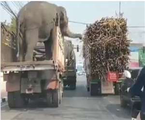 गन्ने से लदे ट्रक को देखकर हाथी फूले नहीं समाते हैं ।