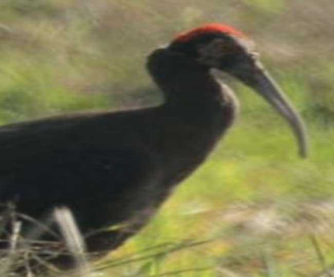 https://www.jagranimages.com/images/newimg/13022022/13_02_2022-red-naped-ibis_22463410.jpg