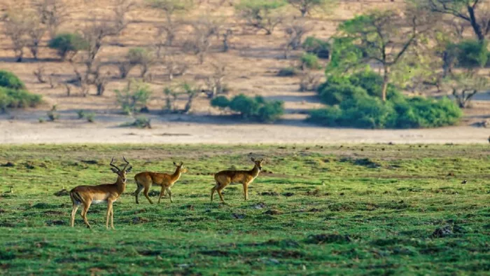 Jungle Safari: जंगल सफारी पर सरिस्का नेशनल पार्क जाने से पहले जान लें ये अहम बातें