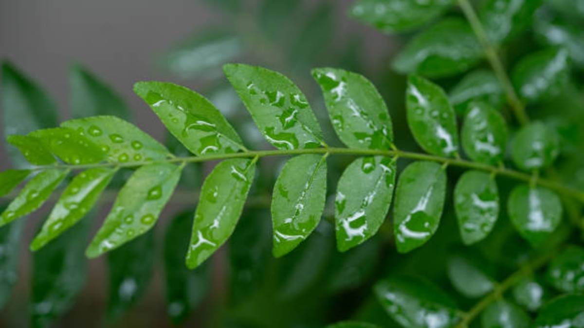 https://www.jagranimages.com/images/newimg/13022024/13_02_2024-curry_leaves_2_23652189.jpg