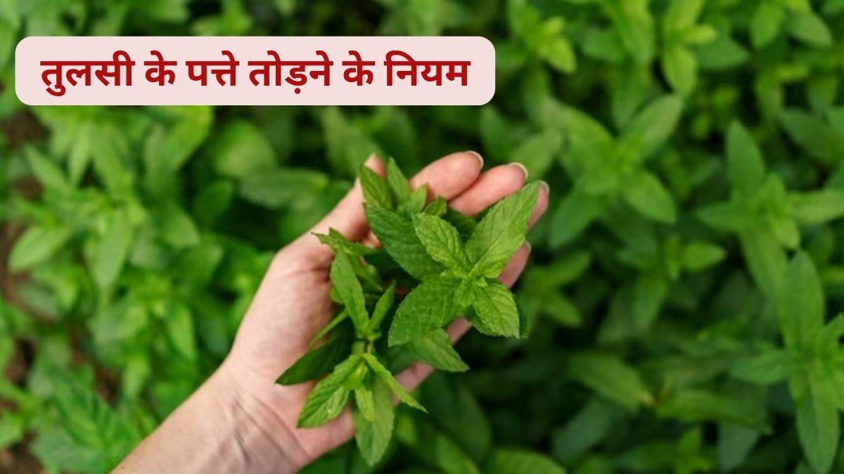 Tulsi Tips तुलसी के पत्ते तोड़ते समय इन नियमों का करें पालन, जीवन में