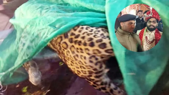 देर रात 3.18 बजे तेंदुआ पकड़ा गया तब शादी की रस्में चालू हुईं।