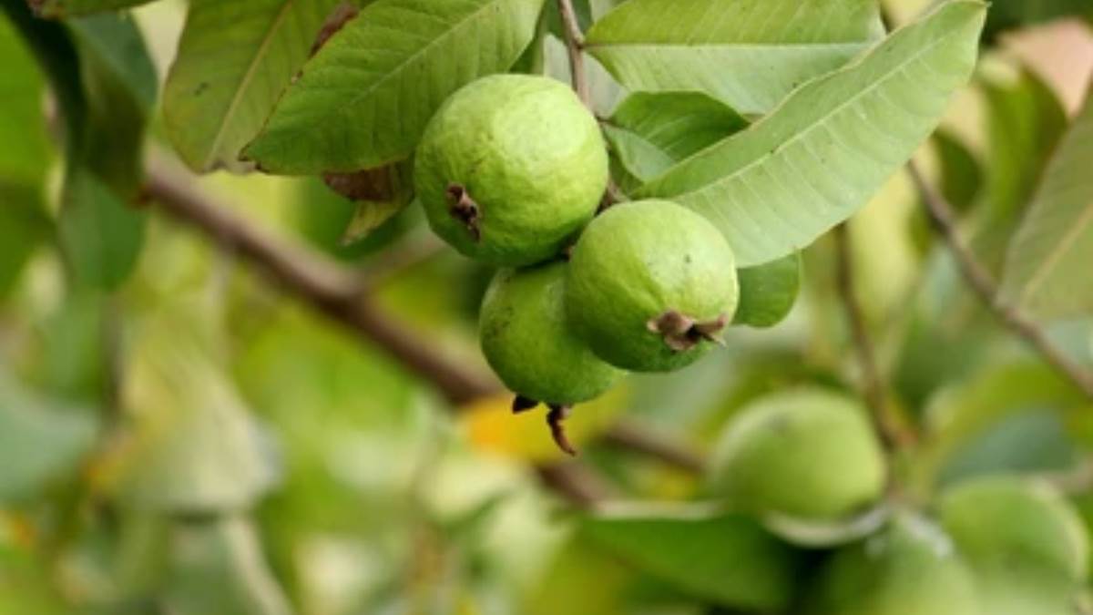 five amazing health benefits of guava leaves tea