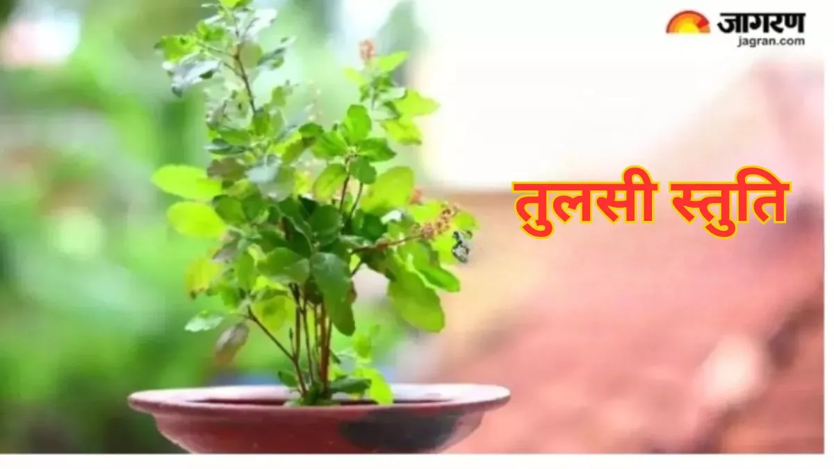 Tulsi Stuti: पूजा के समय रोजाना करें तुलसी स्तुति का पाठ, कर्ज से मिलेगी मुक्ति