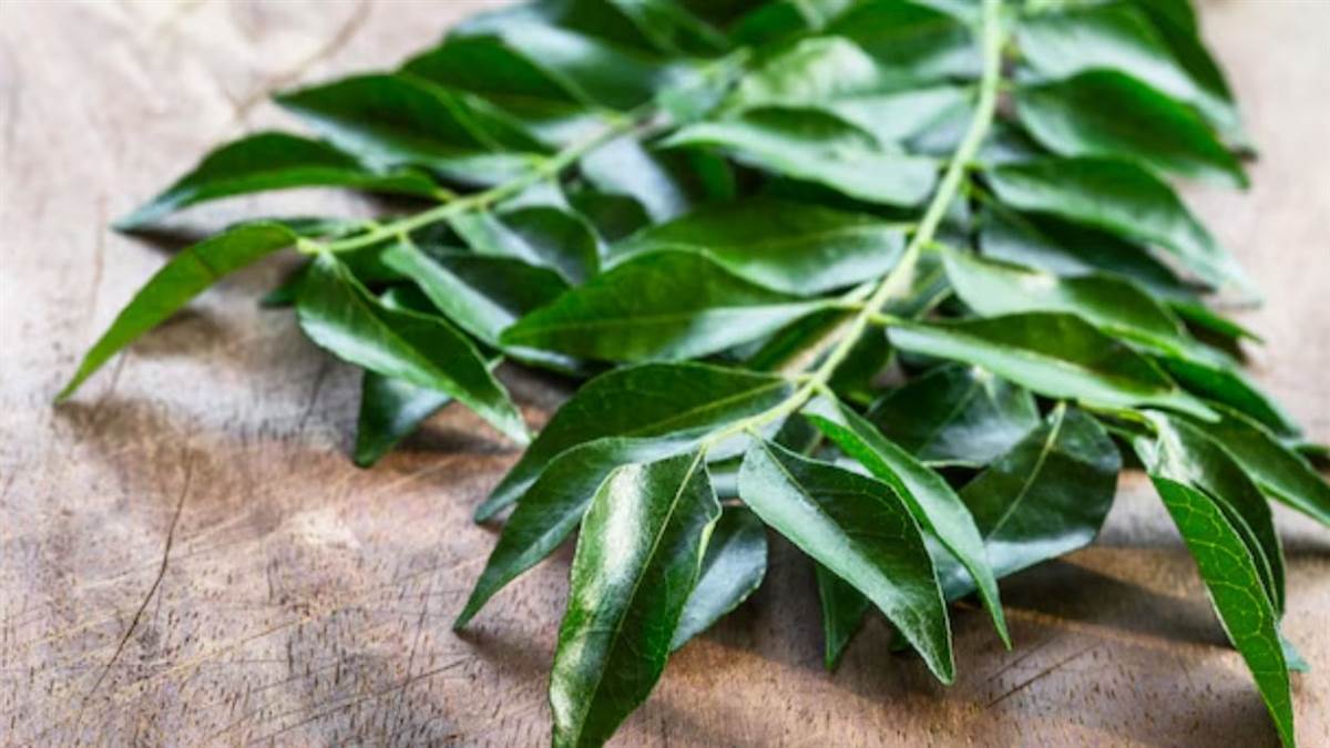 https://www.jagranimages.com/images/newimg/13032025/13_03_2025-neem_leaves_23899565.jpg