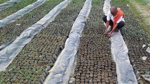 खेतों में सिंचाई करते समय पानी को वर्षा की बूंदों के रूप में फुहारों की तरह पौधों पर डालते हैं।