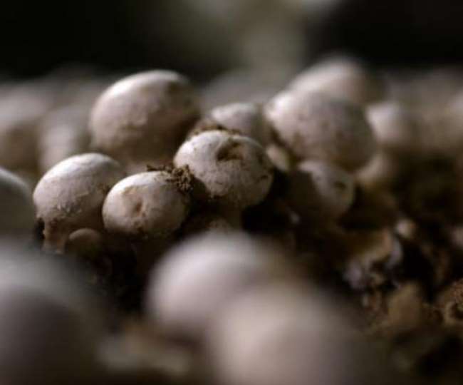 https://www.jagranimages.com/images/newimg/13042022/13_04_2022-mashroom_22624931.jpg