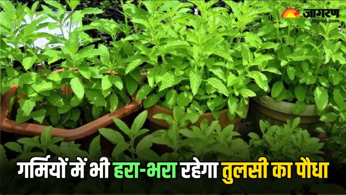 Tulsi Plant Care Tips: गर्मियों में तुलसी के पौधे को हरा-भरा बनाने के लिए अपनाएं ये टिप्स