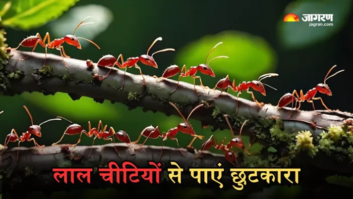 इन आसान उपायों से पाएं लाल चीटियों से छुटकारा