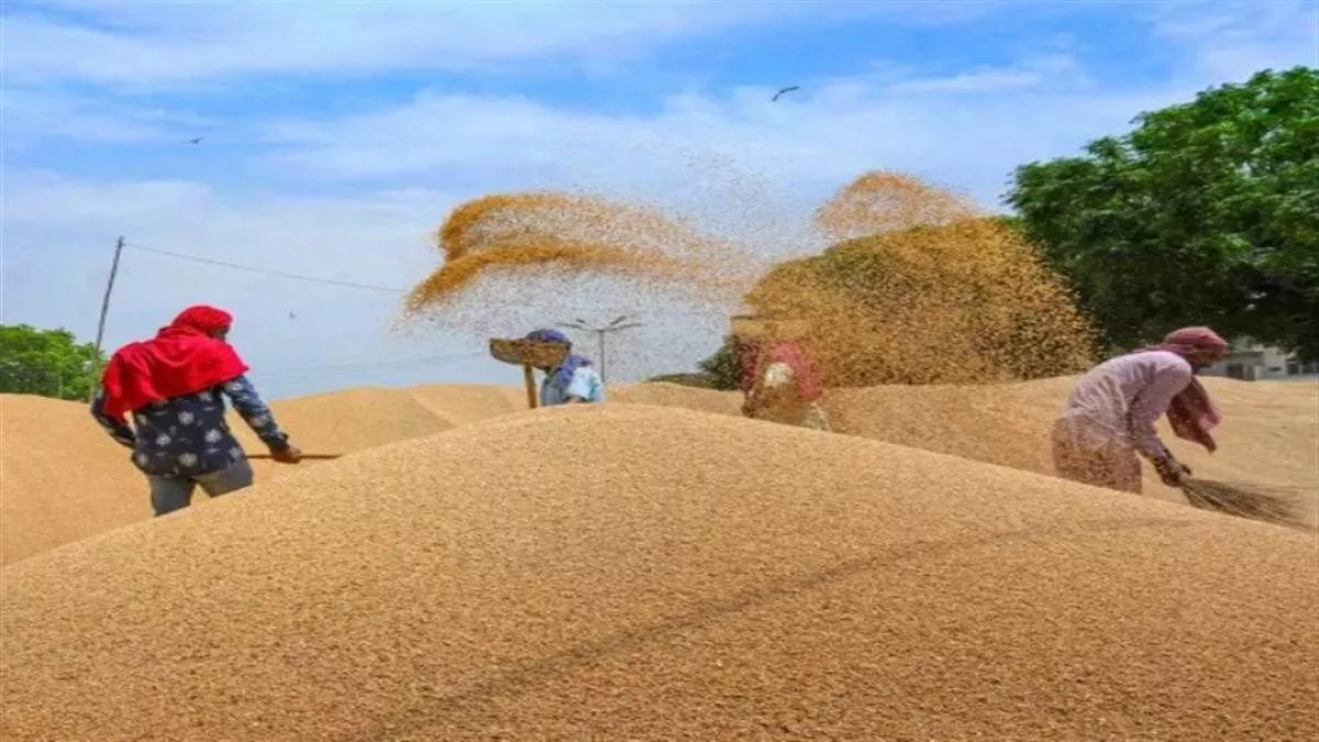 Wheat Purchase In Bihar: इस जिले में 6400 टन गेहूं की होगी खरीदारी, सरकार से रेट जारी; इन्हें दी गई जिम्मेदारी
