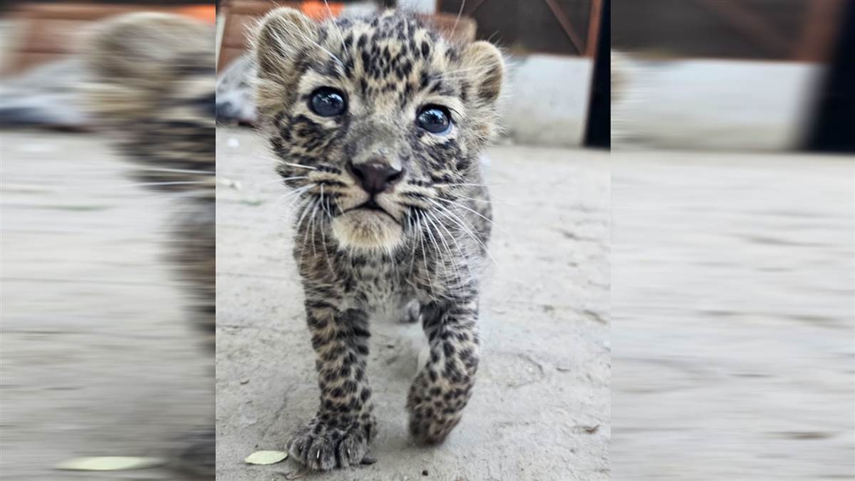 https://www.jagranimages.com/images/newimg/13042025/13_04_2025-leopard-cub_23917997.jpg