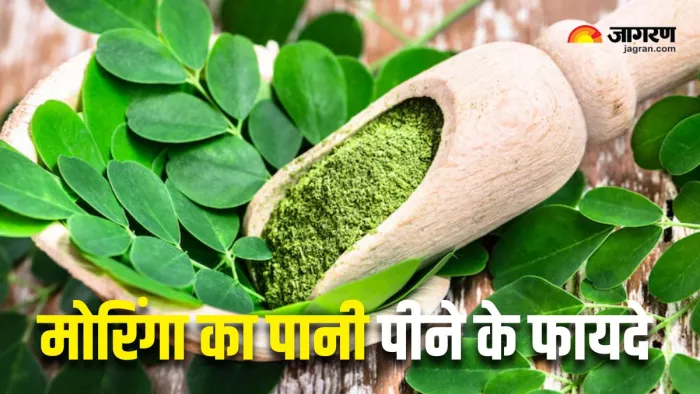 Moringa Water Benefits: मोरिंगा का पानी पीने से मिलेंगे 8 फायदे (Picture Courtesy: Freepik)