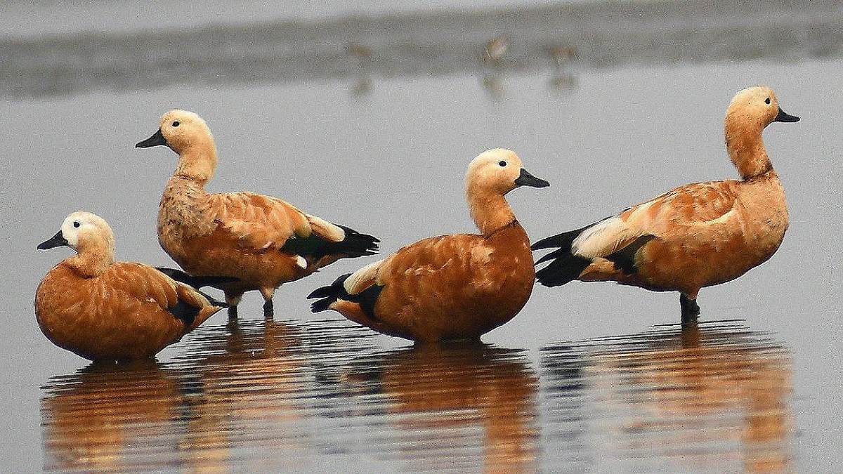 siberian birds reach topchanchi lake and maithon dam after traveling four thousand km every year in search of food