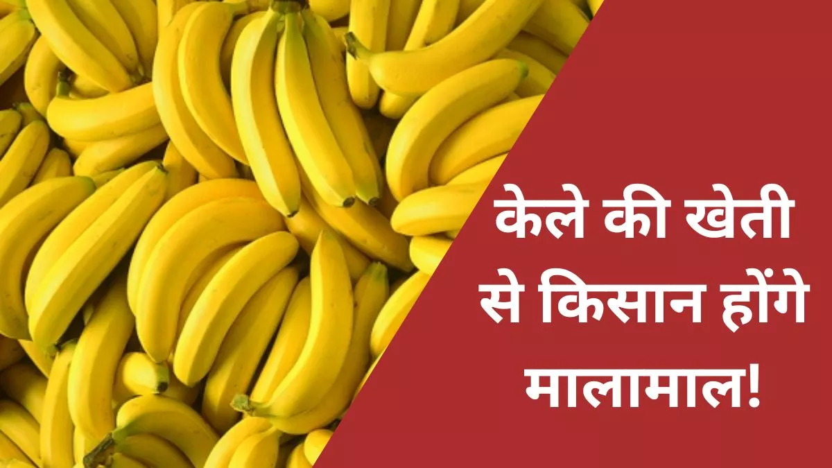 Banana Farming: केला उत्पादन का हब बनेगा बिहार का ये जिला, उद्यान विभाग से मिल रहा अनुदान