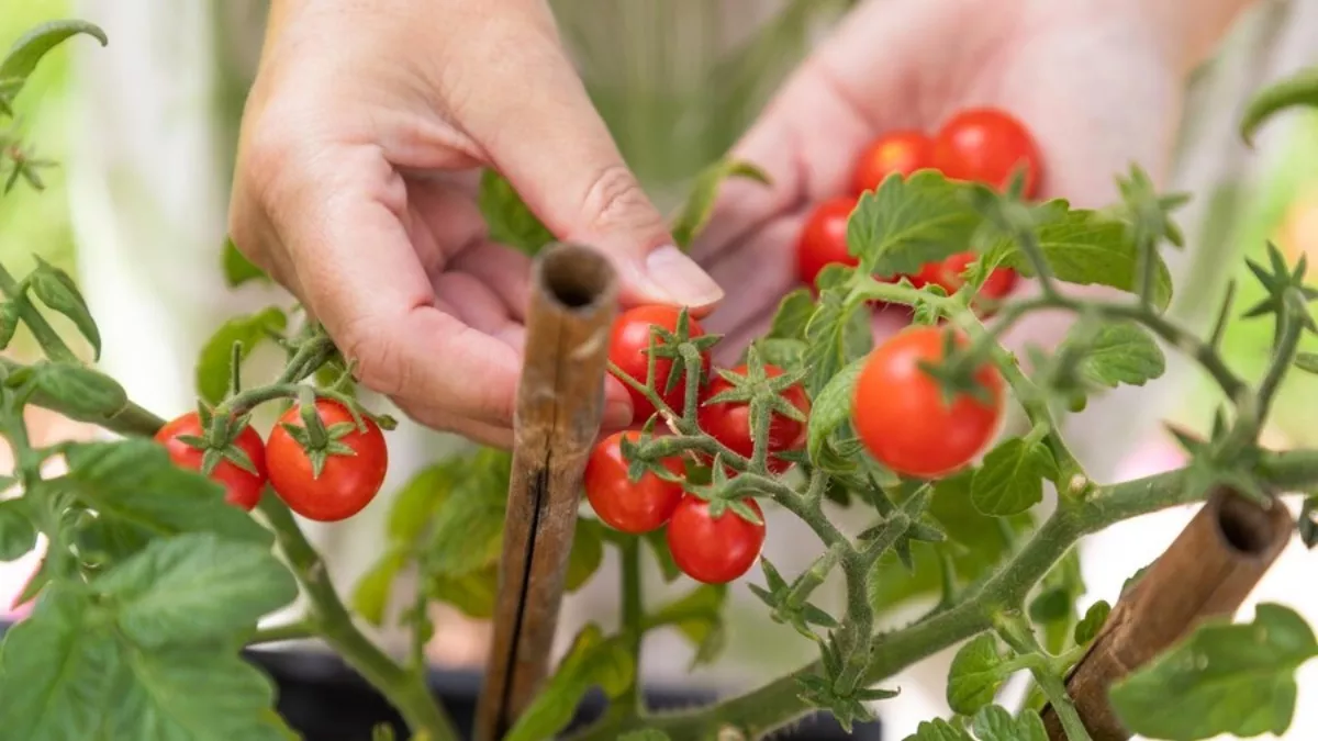 Gardening Tips: गार्डनिंग का है शौक? तो इन गर्मियों घर में जरूर उगाएं ये 5 सब्जियां