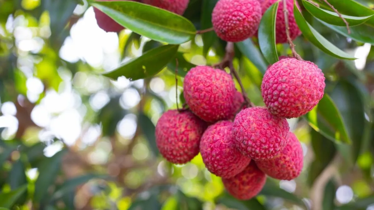 Litchi Benefits: स्वाद के साथ गुणों में भी आगे है लीची, गर्मियों में खाने से मिलते हैं ये फायदे