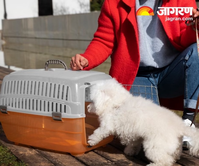 Pet Travel Rules: फ्लाइट और ट्रेन में पालतू जानवरों को ले जाने के क्‍या ...