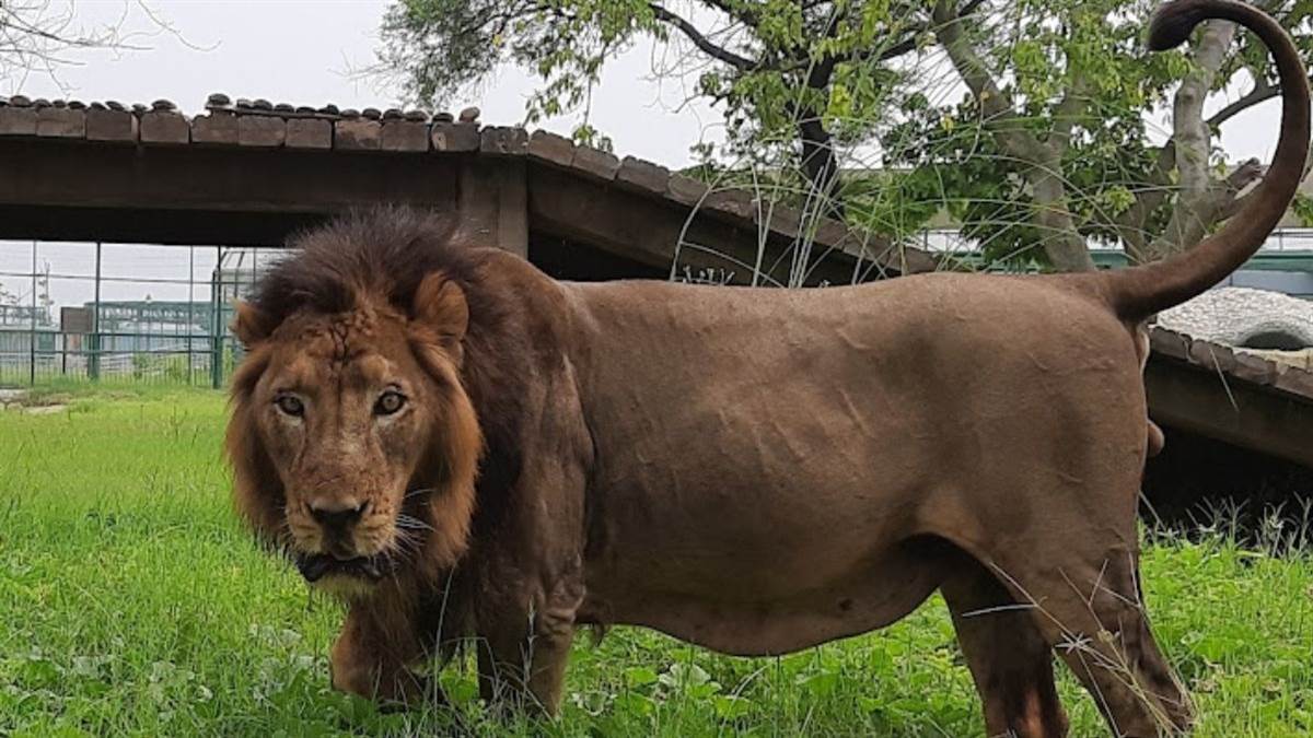 https://www.jagranimages.com/images/newimg/13052025/13_05_2025-zoo_23936678.jpg