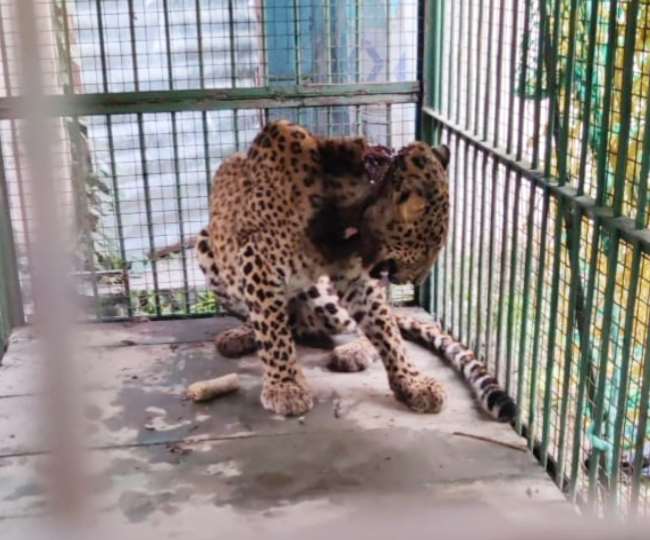 the death of the injured leopard brought for treatment from sohgibarwa