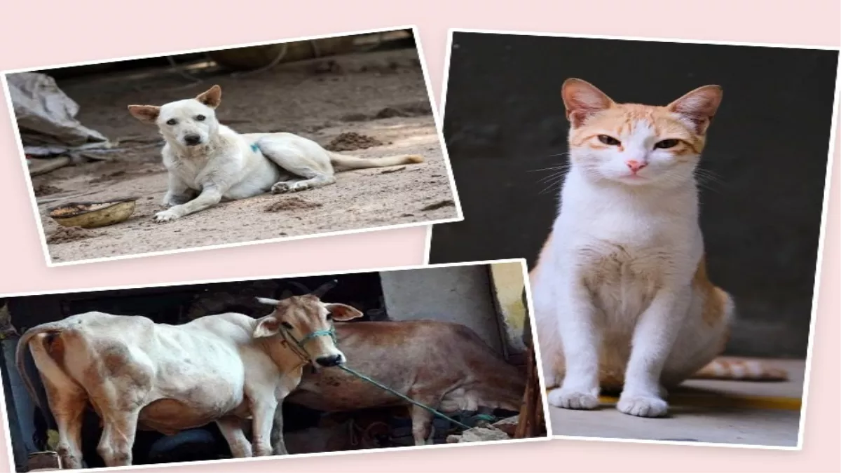 Youth Congress Chhattisgarh: कुत्ते, बिल्ली, गाय को बना दिया युवक कांग्रेस का सदस्य, मतदान भी कराया!