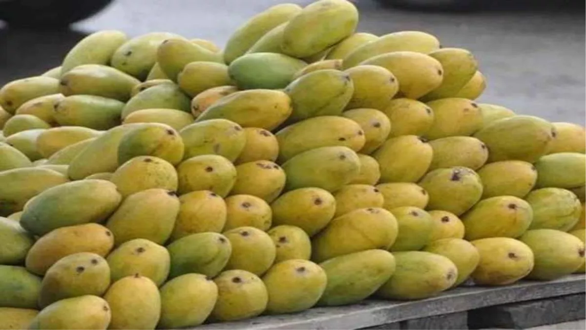 Mango Season: आम का सीजन, अब मिल रहा दशहरी आम का स्वाद, सफेदा की डिमांड में आई कमी