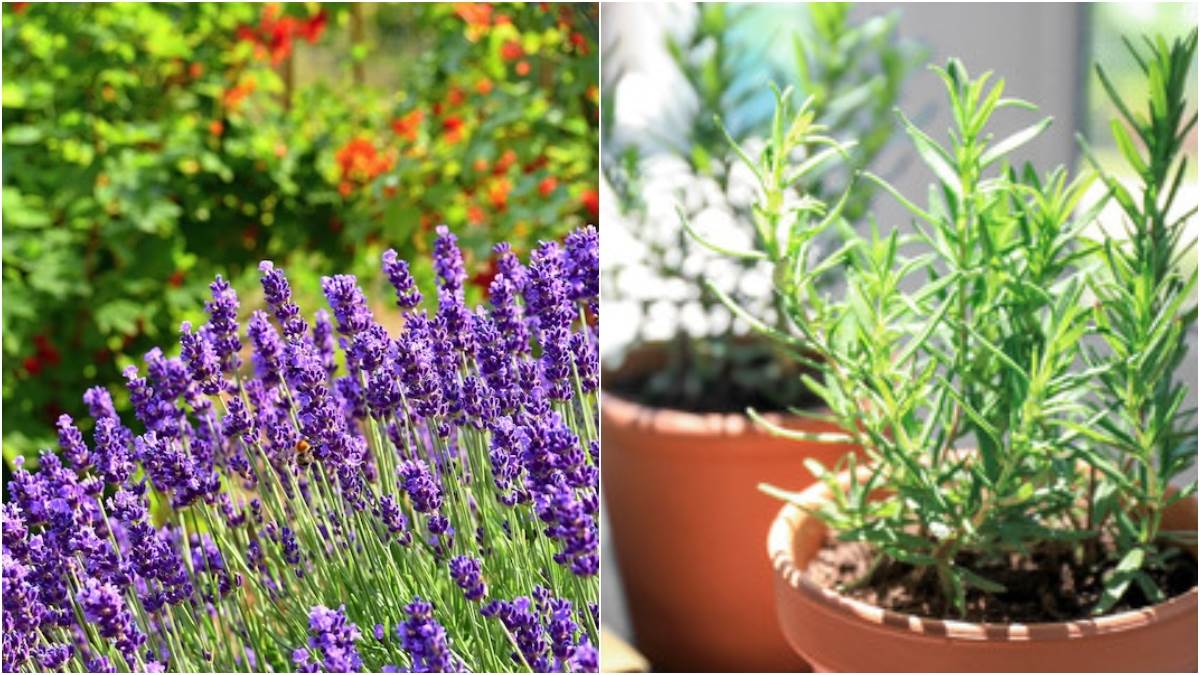 Insect Repellent Plant घर में आने लगे हैं मक्खी और मच्छर, तो ये 5 पौधे