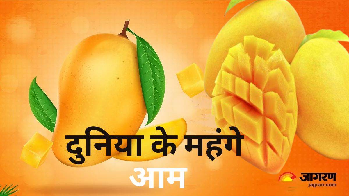 https://www.jagranimages.com/images/newimg/13062023/13_06_2023-world_most_expensive_mangoes_23440620.jpg