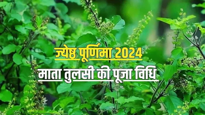 Jyeshtha Purnima 2024: माता तुलसी की पूजा विधि