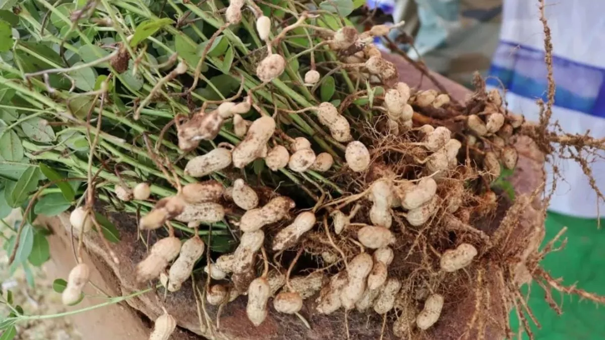 Groundnut Farming: कम लागत, ज्यादा मुनाफा; मूंगफली की खेती कर बांका के किसान हो रहे मालामाल!