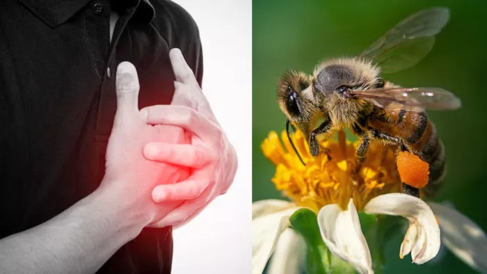 मधुमक्खी के काटने से हार्ट अटैक हो सकता है? (Image Credit- Freepik)