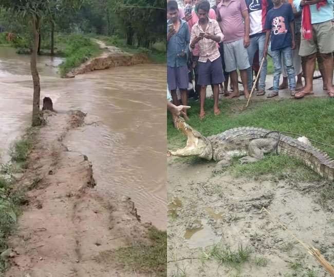 Bihar Flood: उत्तर बिहार में बाढ़ का कहर गहराया, तीन तटबंध टूटे, बगहा में बहकर आया मगरमच्छ