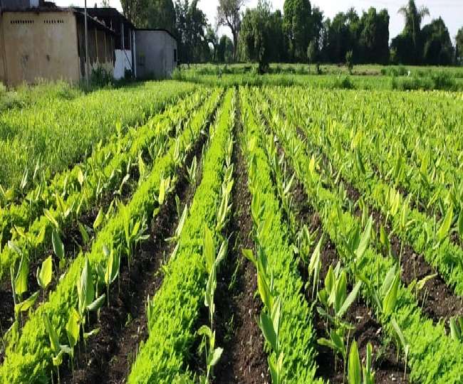 किसान फसल को खरपतवार और इल्लियों (कैटरपिलर) से बचाने के लिए कई तरह के जतन करते हैं।