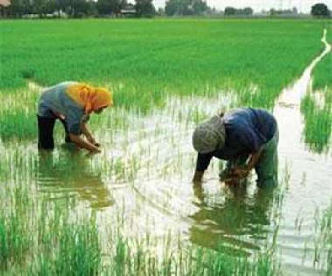 अध्ययन में पाया कि चावल की तुलना में गेहूं के साथ जोखिम दोगुना से अधिक मात्रा में बढ़ गया है।