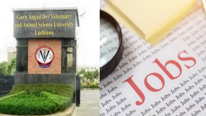 GADVASU Ludhiana Recruitment 2022: लुधियाना की गडवासू यूनिवर्सिटी ने विभिन्न पदाें के लिए मांगे आवेदन। (फाइल फाेटाे)