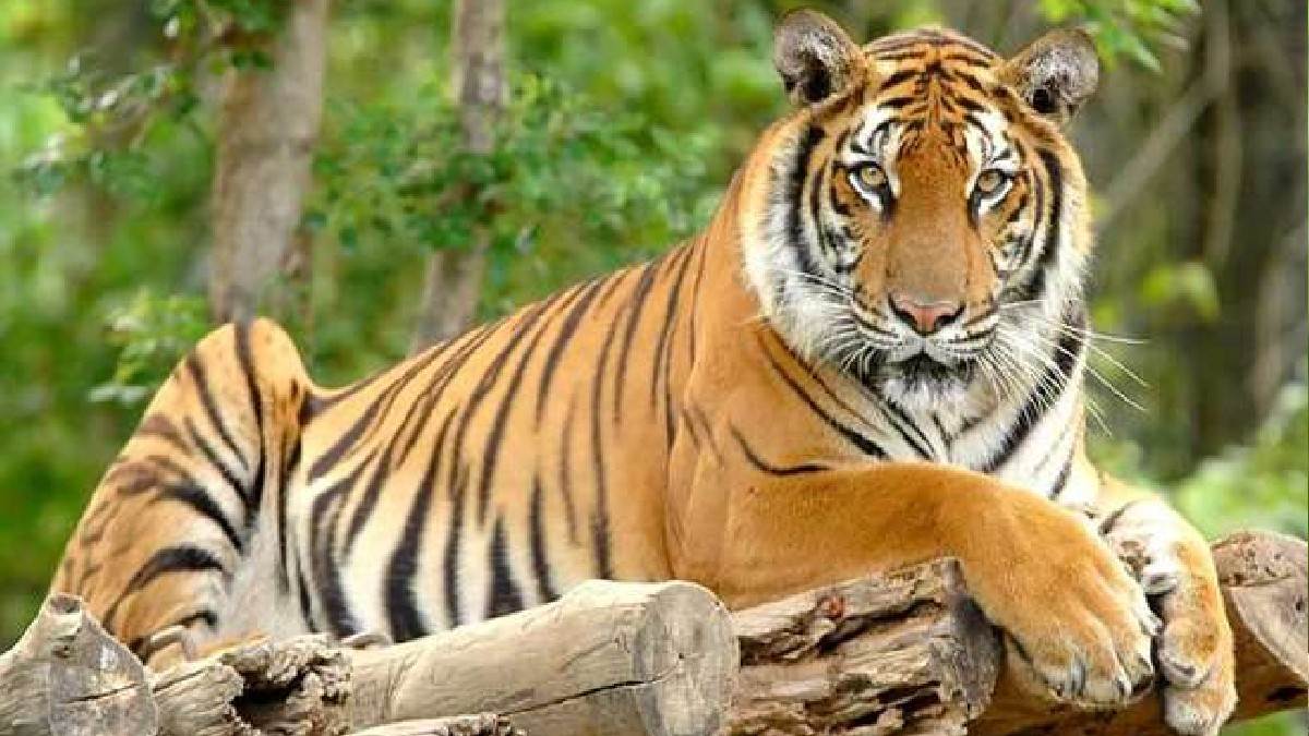 the tiger hunted the destitute animal on the feeder side of the dam in pilibhit