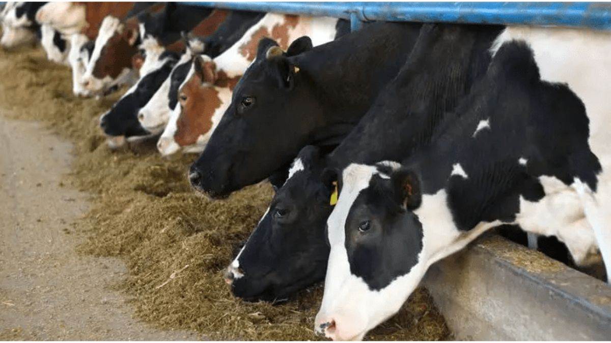 desi cow breeds to boost milk production with government support
