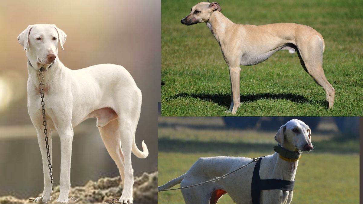 rvc indian dog breeds rajapalayam and rampur hound join indian army