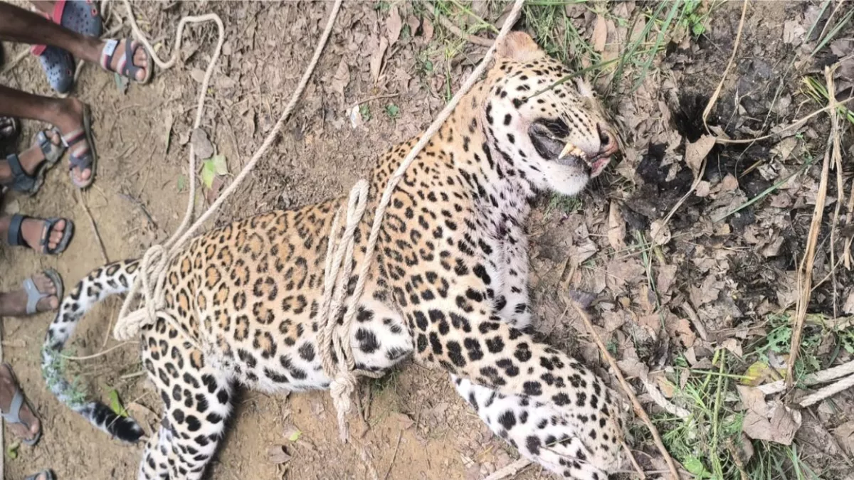 Kanpur News: कानपुर देहात के एक कुएं में मिला तेंदूए का शव, क्षेत्र के लोगों में दहशत