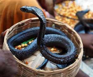 नाग देवता: आध्यात्मिक आस्था और विश्वास के एक क्रियाशील प्रतीक हैं नाग