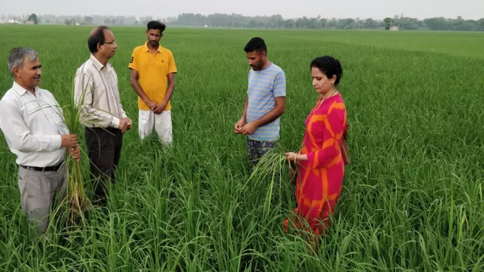 धान की फसल की जांच करते कृषि विशेषज्ञ। जागरण