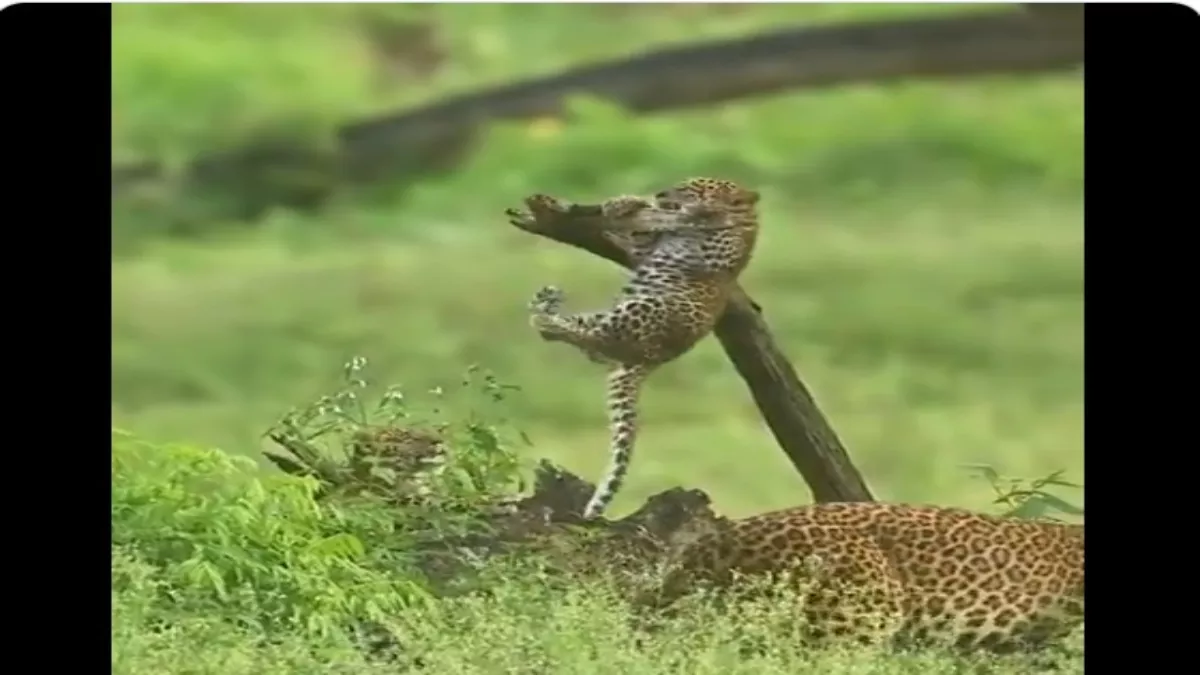 Viral Video: इंसानों की तरह डाल पर लटककर नन्हें तेंदुए ने किया Pull Up, देखें-क्यूट वीडियो